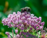 Swamp Milkweed, Rose Milkweed, Swamp Silkweed, or White Indian Hemp (Asclepias incarnata) (DFL1383)