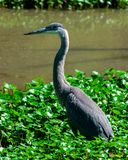 Juvenile Great Blue Heron (Ardea herodias) (DMSB0245)