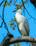 Black-crowned Night Heron (Nycticorax nycticorax) (DMSB0248)