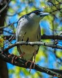 Black-crowned Night Heron (Nycticorax nycticorax) (DMSB0263)