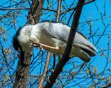 Black-crowned Night Heron Scratching (Nycticorax nycticorax) (DMSB0265)