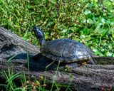 Western Pond Turtle (Actinemys marmorata) (DAR065)