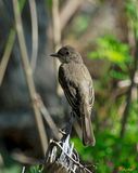Eastern Phoebe (Sayornis phoebe) (DSB0100)