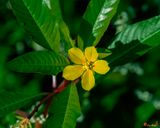 Creeping Primrose-willow (Ludwigia repens) (DFL1385)