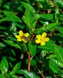 Creeping Primrose-willow (Ludwigia repens) (DFL1388)