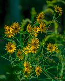 Swamp Sunflower or Narrow-leaved Sunflower (Helianthus angustifolius) (DFL1396)