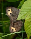 Mating Pair of Common Wood Nymphs (Cercyonis pegala) (DIN0011)