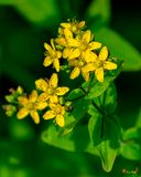 Spotted St. Johns-wort (Hypericum punctatum) (DFL1403)