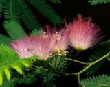 Mimosa or Silktree (Albizia julibrissin) (DSMF0062)