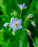 Carolina Horsenettle (Solanum carolinense) (DFL1408)