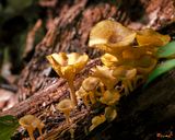 Golden Chanterelle or Girolle (Cantharellus cibarius) (DFL1418)