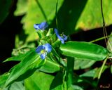 Virginia Dayflower (Commelina virginica) (DFL1428)