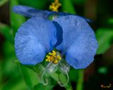 Erect Dayflower (Commelina erecta) (DFL1431)