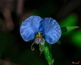 Erect Dayflower (Commelina erecta) (DFL1432)