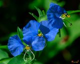 Erect Dayflowers (Commelina erecta) (DFL1434)