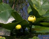 Spatterdock, Yellow pond-lily, Cow-Lily (DSPF0033)