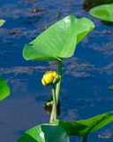 Spatterdock, Yellow Pond-Lily or Cow-Lily (Nuphar lutea) (DFL1437)