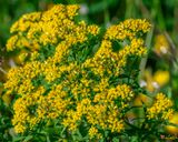 Grass-Leaved Goldenrod or Flat-Top Goldenrod (Euthamia graminifolia) (DFL1438)