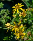 Large-flowered Leafcup or Bears Foot (Polymnia uvedalia) (DFL1443)