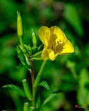 Common Evening-Primrose or Kings-Cureall (Oenothera biennis) (DFL1450)