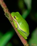 American Green Tree Frog (Hyla cinerea) (DAR070)