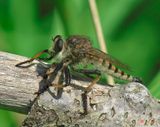 Red-footed Cannibalfly or Bee Panther Robber Fly (Promachus rufipes) (DIN0153)