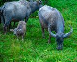 Water Buffalos and Calf (DTHP0428)