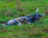 Water Buffalos in a Mud Wallow (DTHP0432)