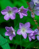 Wild Geranium or Spotted Cranesbill (Geranium maculatum) (DFL1459)