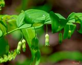 Solomons Seal or Smooth Solomons-seal (Polygonatum biflorum) (DFL0871)