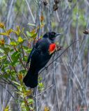 Red-winged Blackbird (Agelaius phoeniceu) (DSB0424)