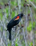 Red-winged Blackbird (Agelaius phoeniceu) (DSB0425)