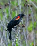 Red-winged Blackbird (Agelaius phoeniceu) (DSB0425)