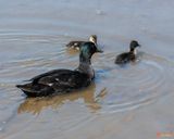 Family of Mallard Ducks (Anas platyrynchos) (DWF0257)