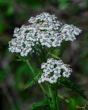 Common Yarrow (Achillea millefolium) (DFL1466)