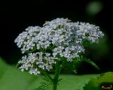 Common Yarrow (Achillea millefolium) (DFL1468)