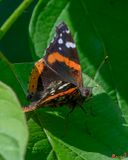 Red Admiral Butterfly (Vanessa atalanta) (DIN04)