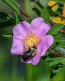 American Bumblebee (Bombus pensylvanicus) (DIN0410)