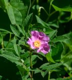 Swamp Rose (Rosa palustris) (DFL1475)
