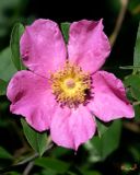Swamp Rose (Rosa palustris) (DFL1476)