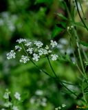 Spreading Hedge Parsley, Tall Sock-Destroyer, or Common Hedge Parsley (Torilis arvensis) (DFL1483)