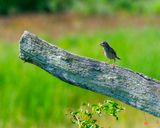 Split-Rail Fence Post with Song Sparrow on Buck Hill  (DS0130)