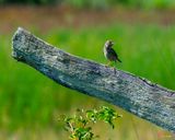 Song Sparrow (Melospiza melodia) (DSB0429)