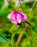 Beach Bean, Trailing Wild Bean, or Amberique Bean (Strophostyles helvola) (DFL1491)