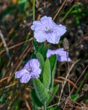 Wild Petunia,Fringeleaf Wild Petunia,Hairy Petunia or Low Wild Petunia (Ruellia humilis) (DFL1490))