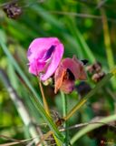 Beach Bean, Trailing Wild Bean, or Amberique Bean (Strophostyles helvola) (DFL1492)