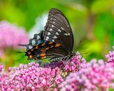 Spicebush Swallowtail (Papilio troilus) (DIN0416)
