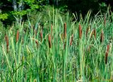 Broadleaf Cattails (Typha latifolia) (DFL1495)