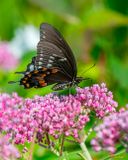 Swamp Milkweed, Rose Milkweed, Swamp Silkweed, or White Indian Hemp (Asclepias incarnata) (DFL1493)