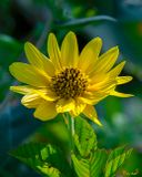 Giant Sunflower (Helianthus giganteus) (DFL1500)
